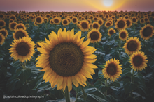 Load image into Gallery viewer, Jamie Rogers Postcard Packs